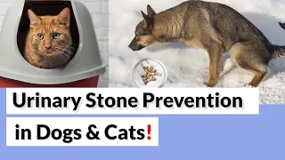 How To Prevent kidney & bladder Stones in Dogs and Cats?