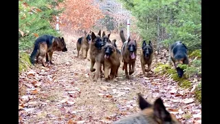 10 german shepherds playing together