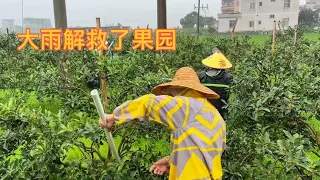 A heavy rain saved Yunjie's orchard. Everyone worked in the rain and finally saw the trees full of