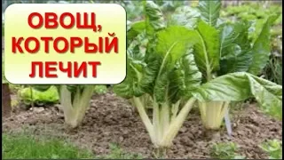 Вы еще не слышали о таком овоще? МАНГОЛЬД-замедляет процессы Старения, убивает РАК