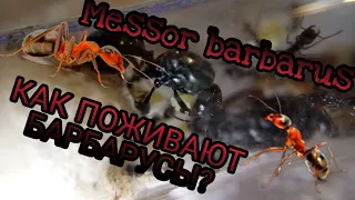 Как поживают барбарусы? Messor barbarus.