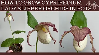 How to grow Cypripedium 'Philipp' Lady Slipper orchid in a pot!
