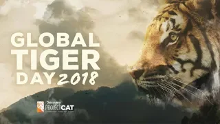 The current state of tigers in the world | Global Tiger Day 2018