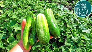 💧 Is it possible to water cucumbers in the heat with cold water 🌿 Gordeev’s experiment