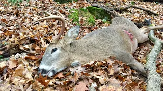 BUCK Down!!! MN Deer Hunting Public Land