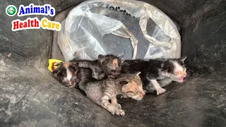 Rescue 4 baby street kitten cry loudly in a trash can were abandoned on street