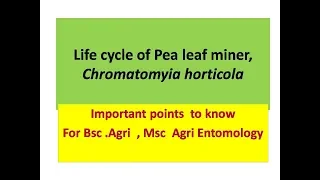Life cycle of Pea leaf miner, Chromatomyia horticola