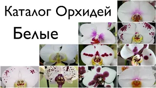 🌺 Сорта названия орхидей фаленопсис 🌺  Phalaenopsis orchid varieties 🌺 Каталог Орхидей 🌺 Белые 🌺