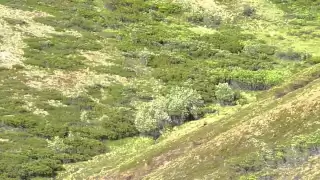 Grizzly & Moose Battle in Denali National Park, Alaska 2011