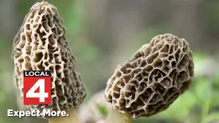 Michigan morel mushroom season: Time to hunt