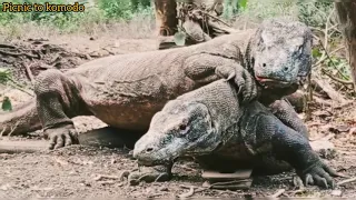 MALE AND FEMALE KOMODO TRYING TO DO MATING