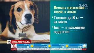 Як підготувати улюбленця до подорожі - ветеринар Вікторія Косинець