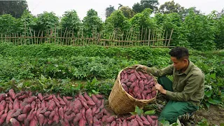 Complete the wooden house to harvest potatoes, vegetables and bring it to the market to sell EP 26