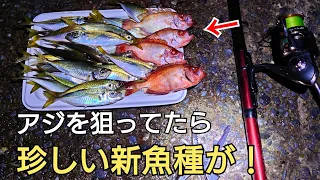 夜釣りでアジが入れ食いの状況で珍しくて美味しい新魚種の魚が！使った仕掛けの紹介も