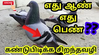 HOW TO FIND MALE AND FEMALE PIGEONS ? - SIMPLE WAY TO FIND MALE AND FEMALE - TAMIL