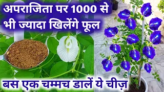 अपराजिता पर खिलेंगे 1000 से भी ज्यादा फूल.Aprajita plant care & Best homemade fertilizer.gardening.