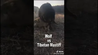 Тибетский мастиф против волка