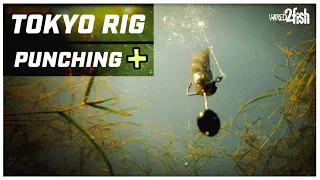 4 Ways a Tokyo Rig Outperforms a Punch Rig for Bass