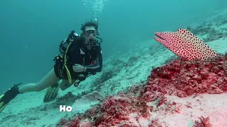 Magical Encounters   Honeycomb Moray Eel