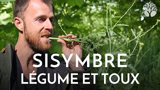 L'Herbe aux chantres ou sisymbre est excellente en légume et en sirop pour la gorge