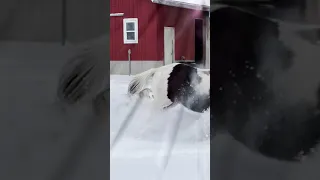 Husky and horse get the zoomies together
