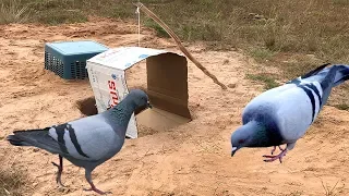 Easy Bird Trap Using Blue Pipe Cardboard and Wood easily do 100% by Man