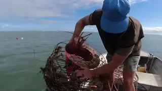 Two nice lobsters from 1m depth. South Australia.