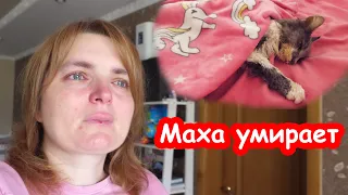 VLOG Маха умирает