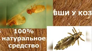 Вши у коз. Кормовая сера.100% результат