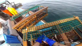 Lobster fishing on prince edward island june 29th 2019