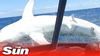 Moment HUGE shark leaps onto front of fishing boat in New Zealand #shorts