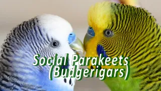 Two social parakeets (budgerigars) play and speak [UHD 4K]