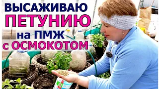 Мои ПЕТУНИИ переезжают на ПМЖ. Делаю вкусный грунт и с осмокотом экономить нельзя!