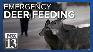 Utah wildlife experts take emergency steps to protect deer this winter