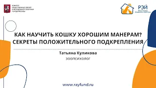 Как научить кошку хорошим манерам? Секреты положительного подкрепления