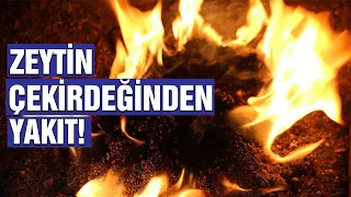 Zeytin Çekirdeğinden Yakıt Elde Ediliyor