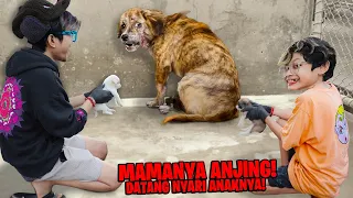 DRAMA IBU ANJING DATANG NYARI ANAKNYA YG DI BUANG! SEDIH LIAT KONDISINYA, BOCIL SAMPE NANGIS!!!