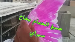 كيف تصبغ الحمام ❤️ خابرنه صاحب الزاجلة 😉