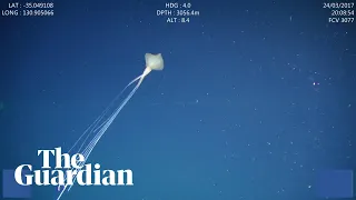 Bigfin squid filmed in Australian waters for the first time