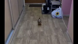 Впервые выпустили белку погулять по квартире! 😁 They let the squirrel go for a walk