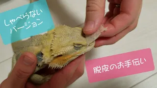 はなちゃんの脱皮【フトアゴヒゲトカゲ】※再アップロード