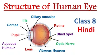 Structure of human eye Class 8 Hindi [ 𝐇𝐮𝐦𝐚𝐧 𝐄𝐲𝐞 ] Structure and working of human eye