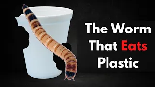 Scientists Discover Superworm Eats Plastic | Zophobas Morio