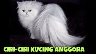 KUCING ANGGORA || CIRI-CIRI KUCING ANGGORA