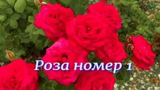 Роза № 1. Питомник 🌹 и 🌲 Е. Иващенко