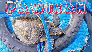 Pawikan sa Payaw | Sea Turtle