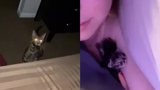 Cat Mum Brings Owner Kittens In Bed