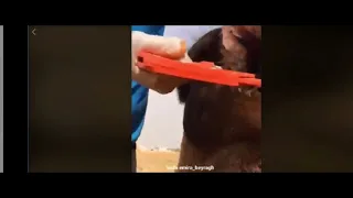 removal of sharp canine in camel