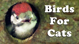 Videos for Cats To Watch Birds - The Woodpeckers Hole