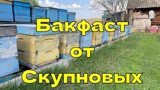 ТЕСТ БАКФАСТА ОТ СКУПНОВЫХ В САРАТОВСКОЙ ОБЛАСТИ!!! 21.04.2024!!!